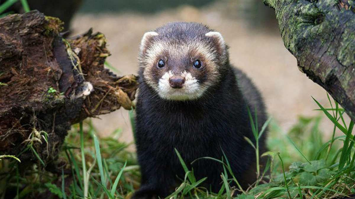 ¿Qué es un tejón turón y qué tiene que ver con el Covid? ¿Qué es un tejón turón y qué tiene que ver con el Covid?