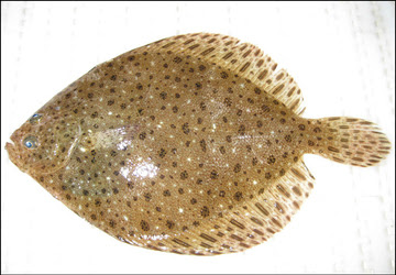 Windowpane flounder 2