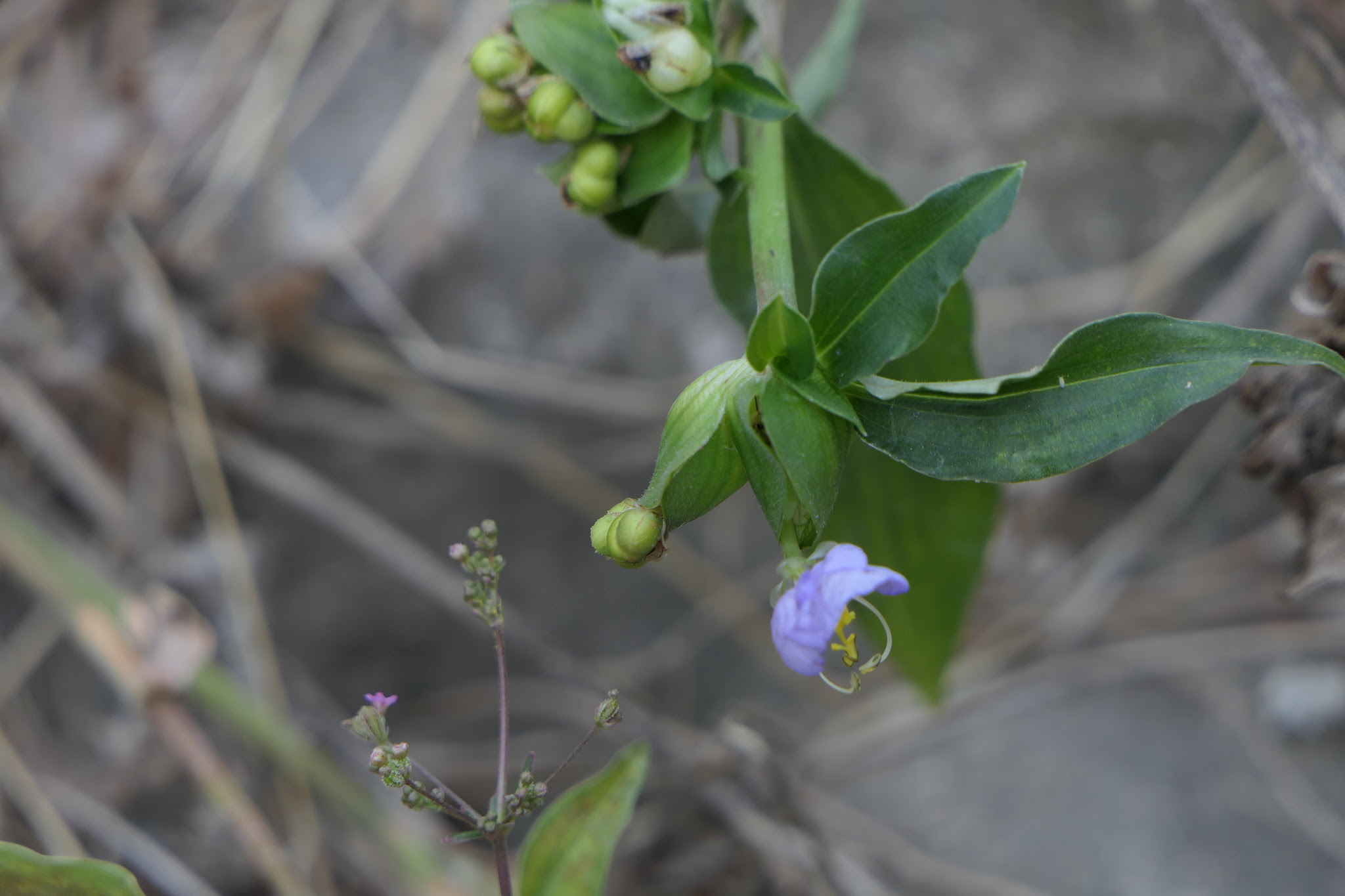 Commelina undulata R.Br.