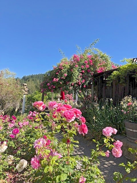 RosesJune2019 RosesJune2019