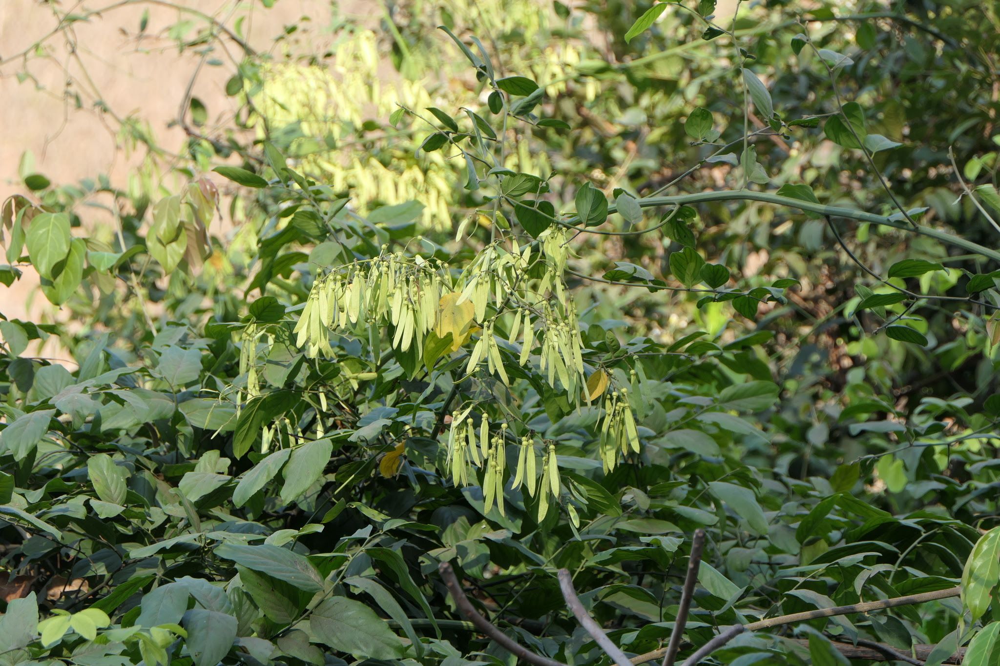Ventilago denticulata Willd.