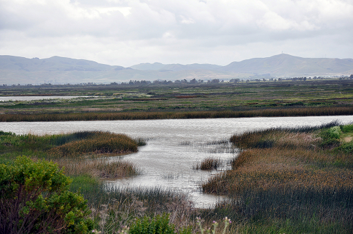 Suisun Marsh in the Bay Delta