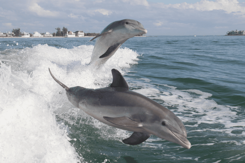 Visit Flipper on These Florida Dolphin Tours Shoreline Island Resort