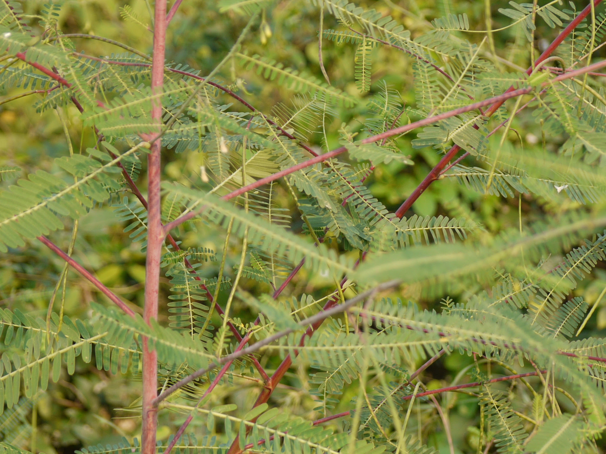 Sesbania bispinosa (Jacq.) W.Wight