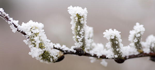 close-up of frost on tree branch