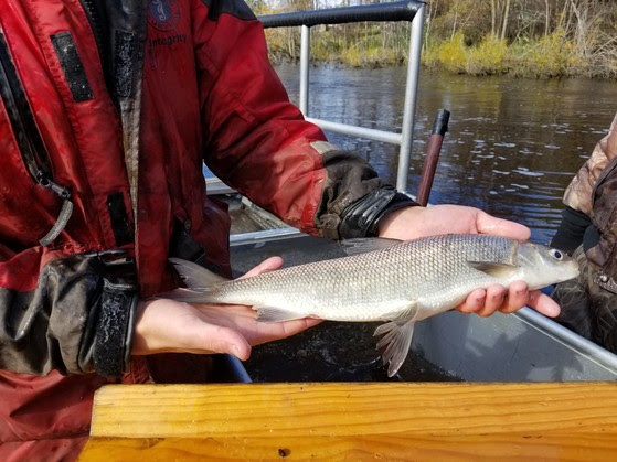 A person holds a whitefish. 