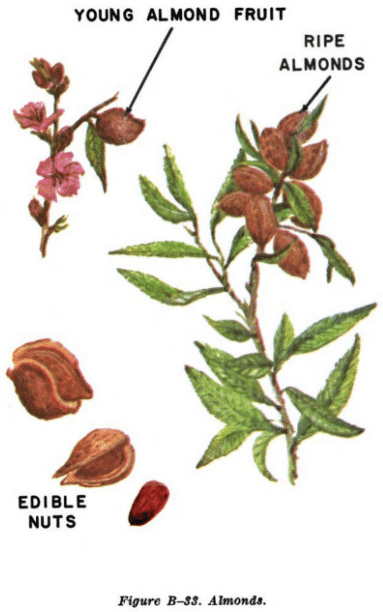 almond illustration edible plants