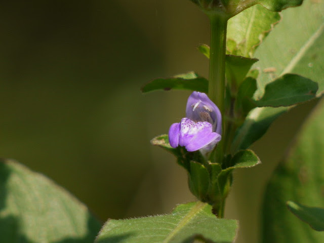 Hygrophila ringens