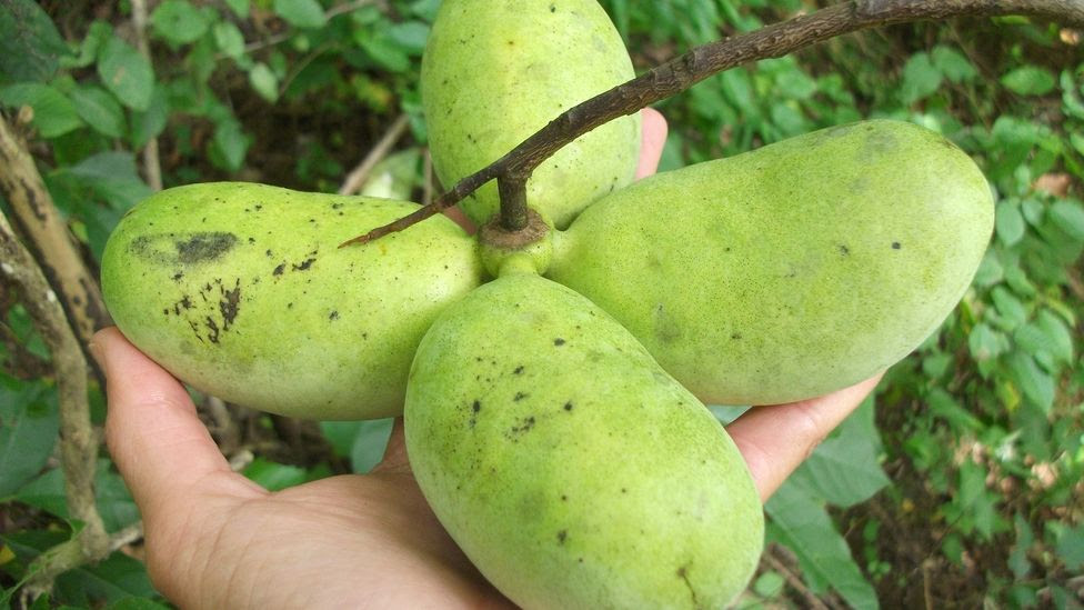 The pawpaw is in the same family as the custard apple, cherimoya, sweetsop, soursop and ylang-ylang. (Credit: db_beyer/Getty Images)