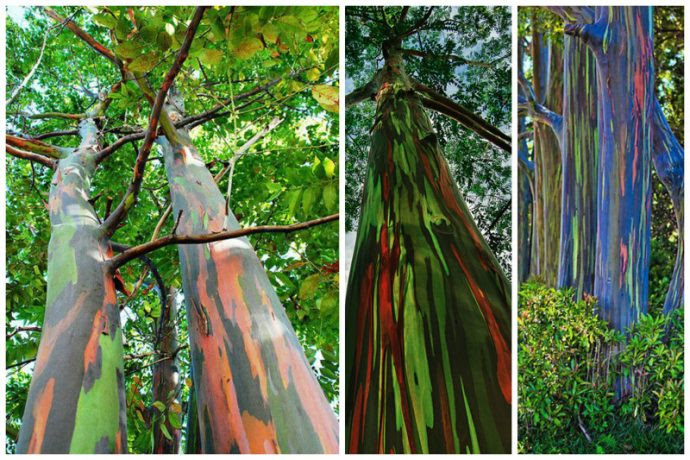 20 самых странных деревьев в мире, которые доказывают, что природа круче любых спецэффектов!