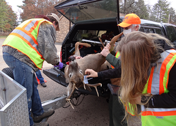 buck in a truck being sampled for CWD at an in-person sampling station with staff around deer