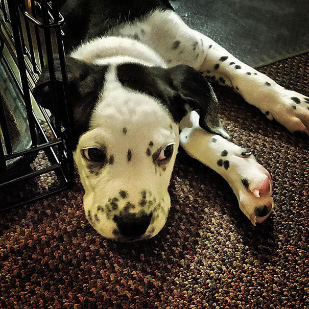 Bullmation (Bulldog + Dalmatian Crossbreed)