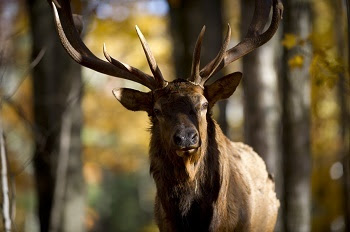face front view of mature bull elk, head and shoulders, in the forest, sunlight and shadows across his face