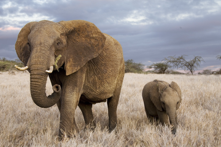 Photo of an elephant and its calf