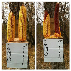 Image of corn cobs eaten by squirrels.