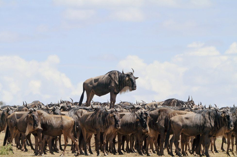 Wildebeest appears to                                            stand