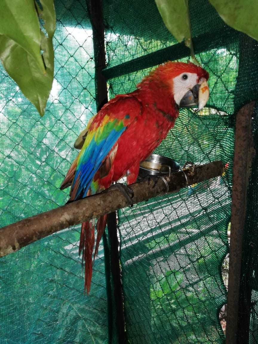 Side profile of young scarlet macaw in his cage, beak dirty from eating