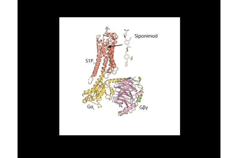 New discovery may help reduce side effects of multiple sclerosis drugs