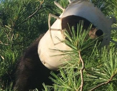 Bear in tree with plastic bucket on head