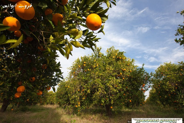 مزارع اليوسفي والبرتقال في المغرب