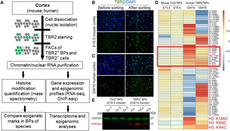 New mass spectrometry-based technique provides insights into the evolution of the brain