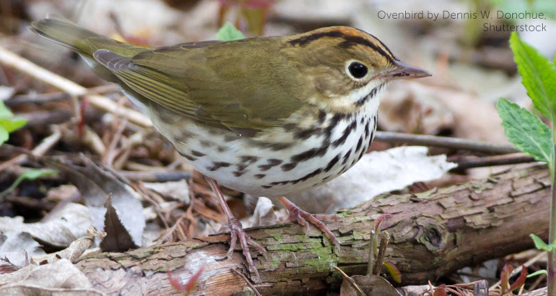 image of Ovenbird by Dennis W. Donohue, Shutterstock