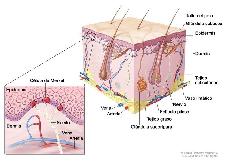 Skin anatomy_merkel cells