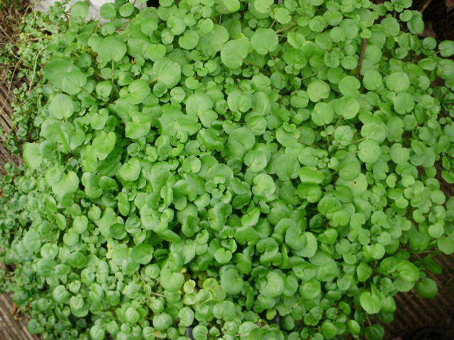 Watercress will give you lots of lush leaves palnted in a large tub