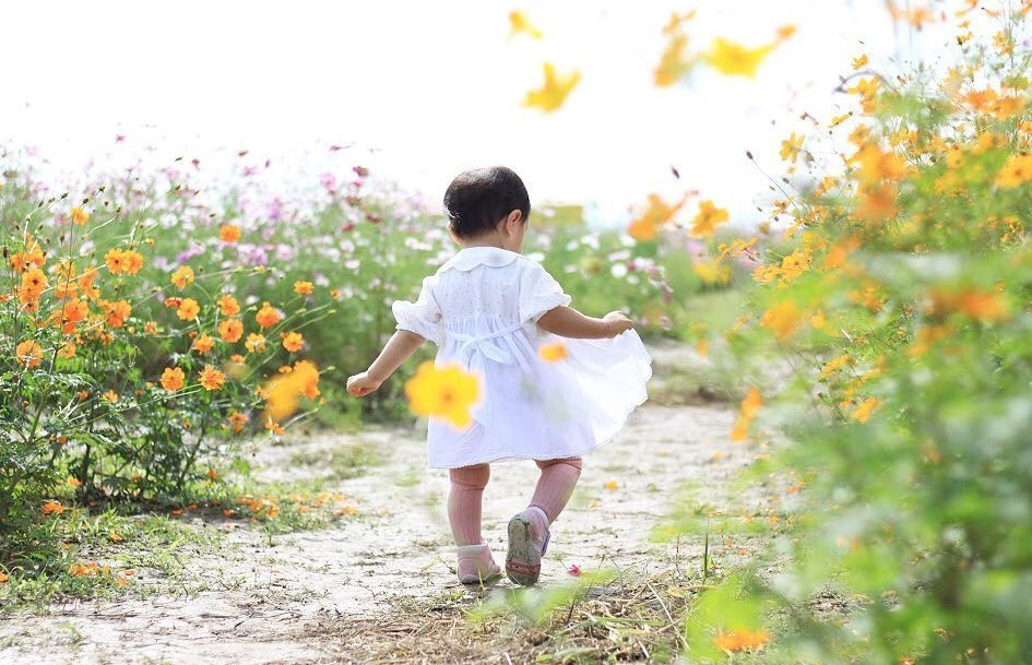 Ngẩn ngơ ngắm cánh đồng hoa cosmo Nhật Bản khoe sắc rực rỡ - Ảnh 9. Ngẩn ngơ ngắm cánh đồng hoa cosmo Nhật Bản khoe sắc rực rỡ - Ảnh 9.