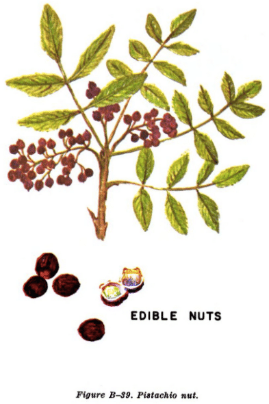 wild pistachio illustration edible plants