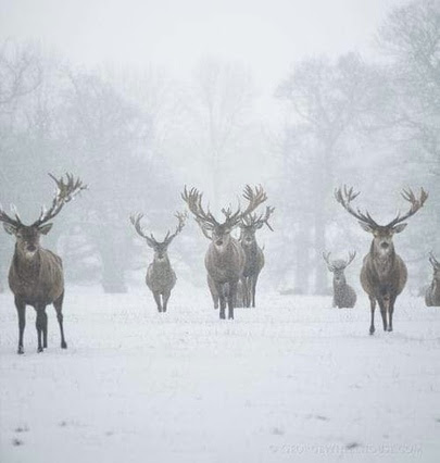 Winter-Elk-Boys-are-back
