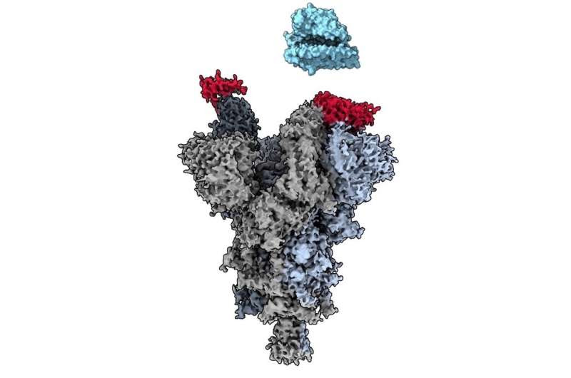 UBC researchers discover 'weak spot' across major COVID-19 variants