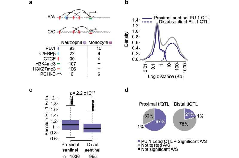 Researchers identify genetic variants that impact immune cells' functioning