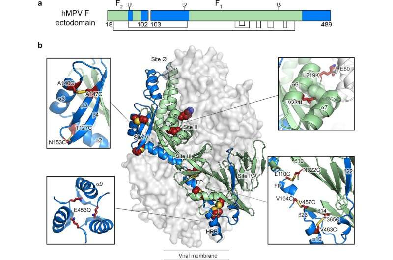 New type of vaccines could help against more respiratory illnesses