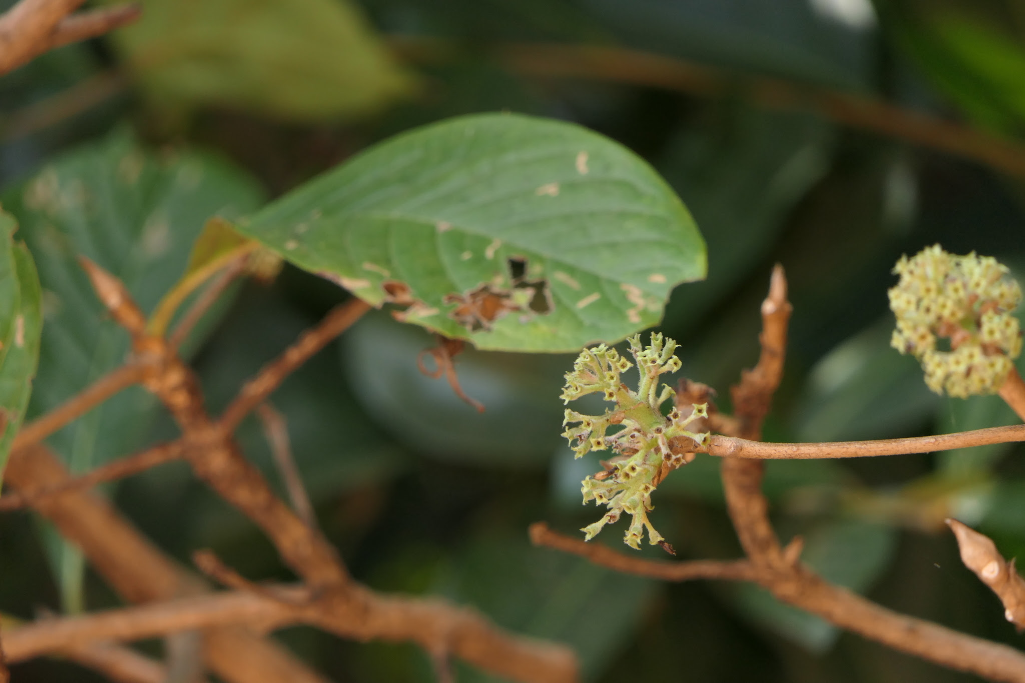 Pavetta crassicaulis Bremek.