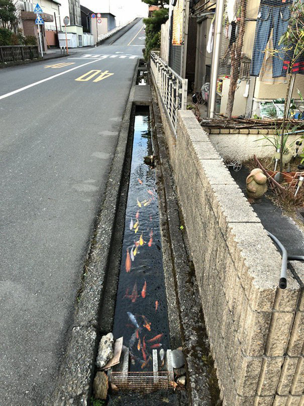 Cá koi bơi dưới cống, tận dụng nước rửa tay để xả bồn cầu và 22 sự thật thú vị về Nhật Bản thời hiện đại - Ảnh 16.