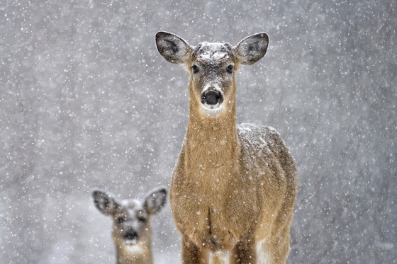 White-tailed deer in snow